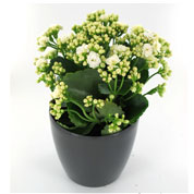 Kalanchoe white + Anthracite Cachepot